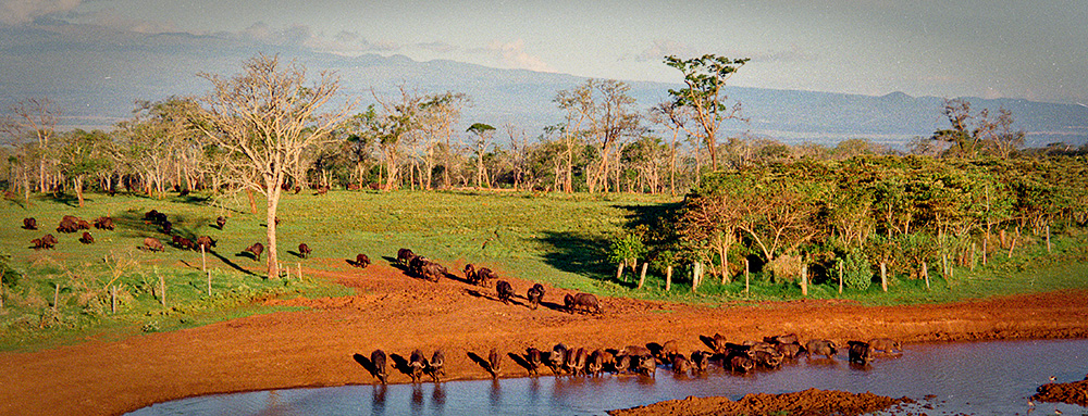 Buffalos getting an afternoon drink