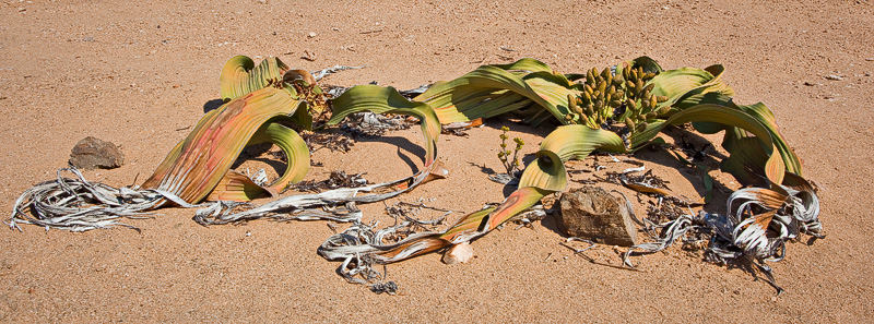 Welwitschia Panorama