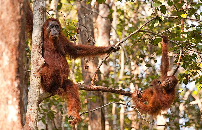 Orangutan and baby playing in tree