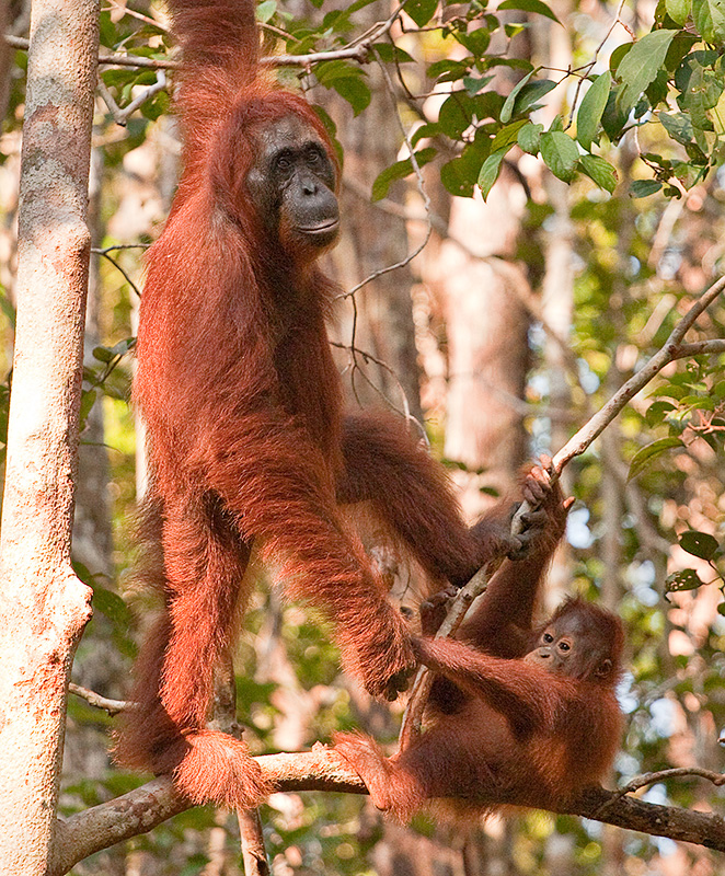 Orangutan and baby holding hands