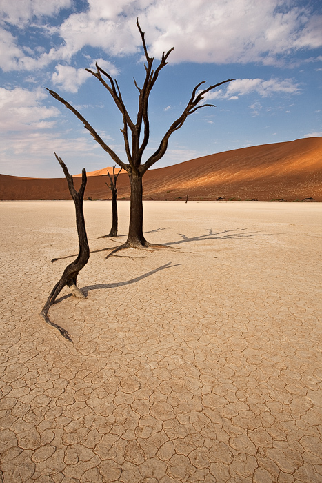 Deadvlei Dead Tree Sculptures