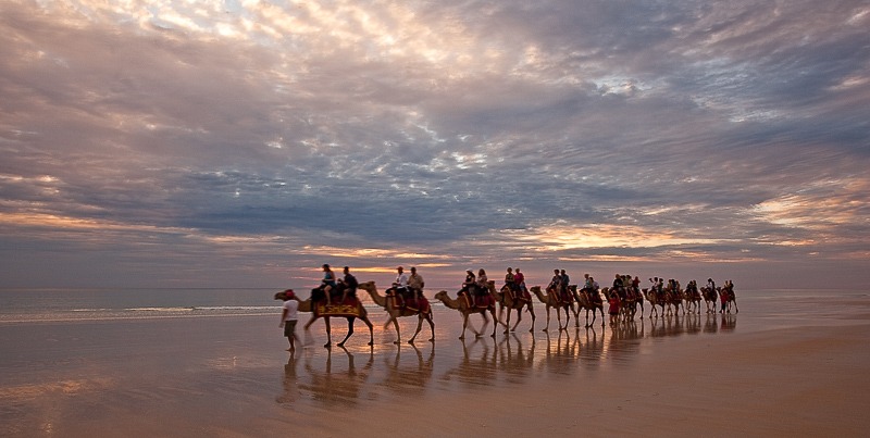 Camels at sunset on Cable Beach