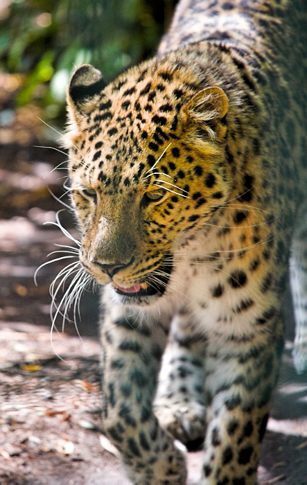 Amur Leopard 4