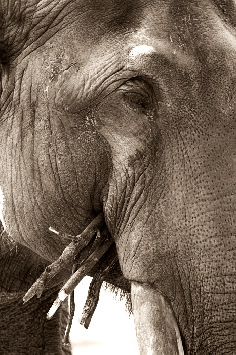 Old male elephant