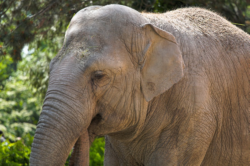 Old male elephant 2
