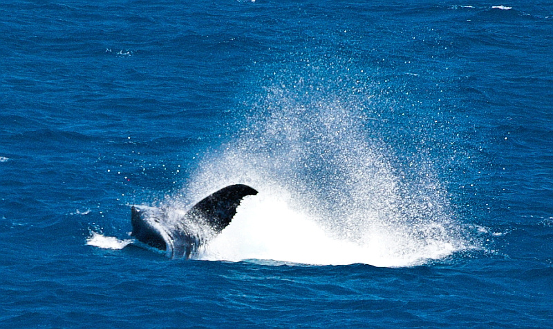 Humpback whale tail slap