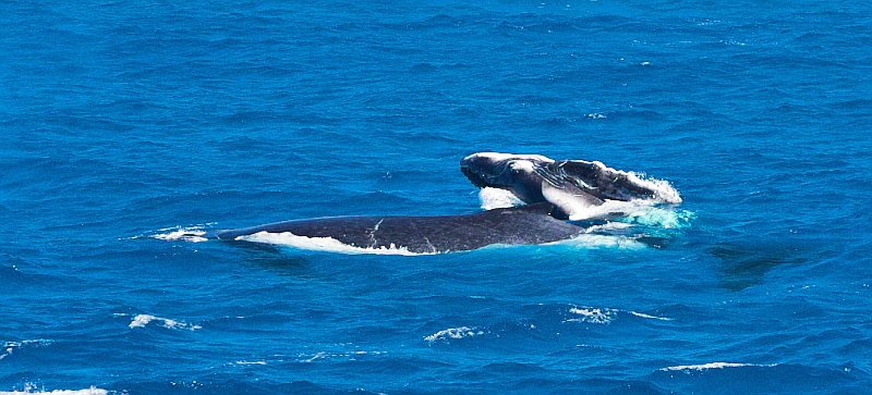 Humpback whales - mother and calf doing a breach - 2