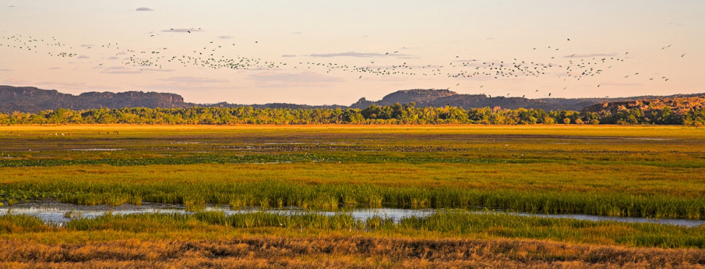 Hawk Dreaming wetlands panorama