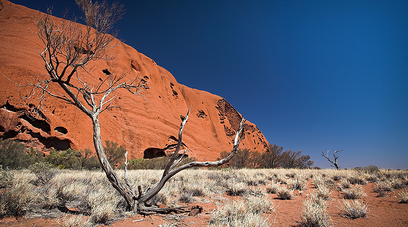 Uluru and Tree in the desert