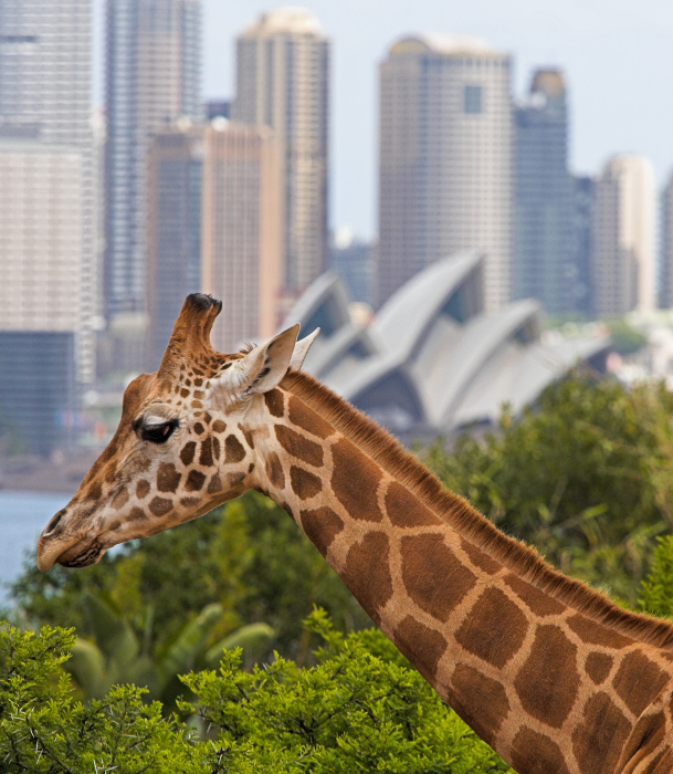 The Opera House & The Giraffe