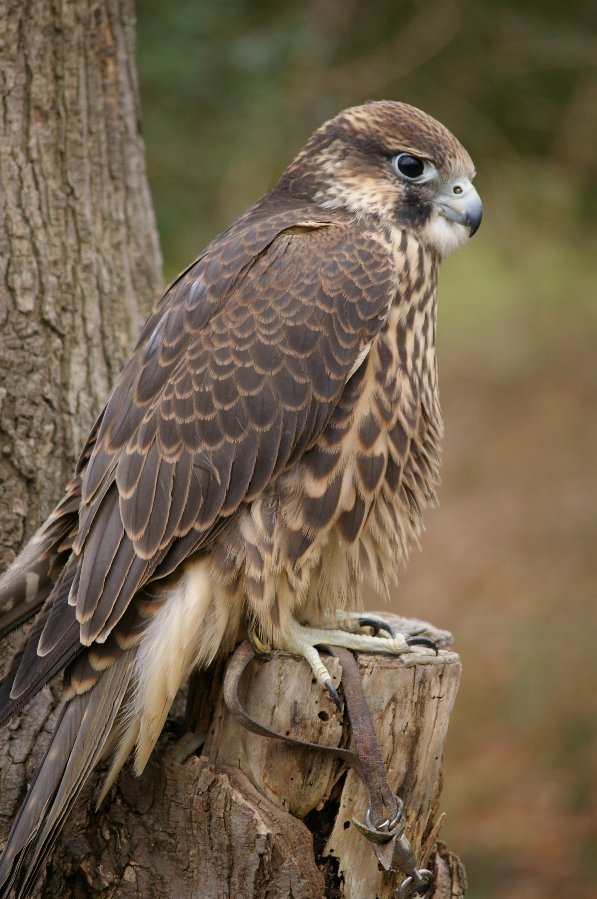IMGP1014 Pentax K100D, hybrid hawk (see notes)