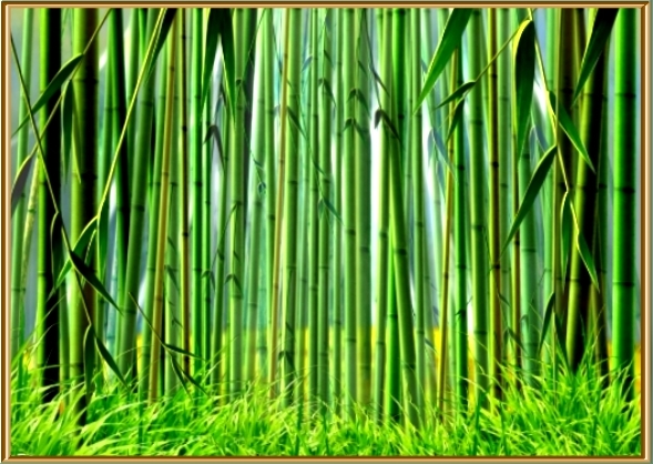 Bamboo Forest Photo Vickie Tseng Photos At Pbase Com