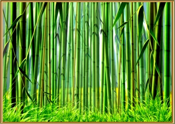 Bamboo Forest