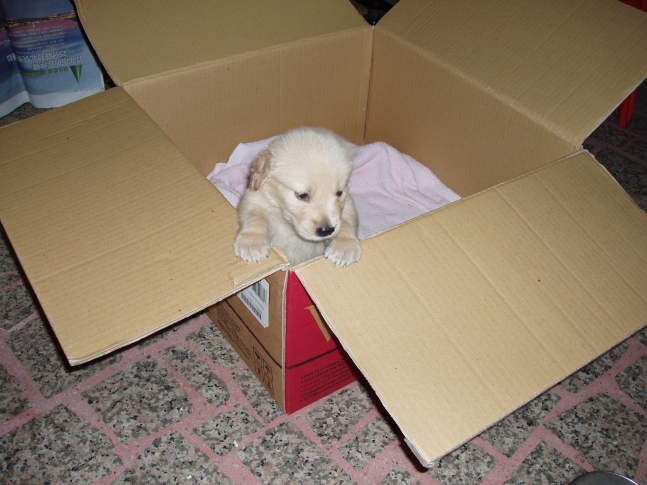 Golden Retriever Puppy Momo