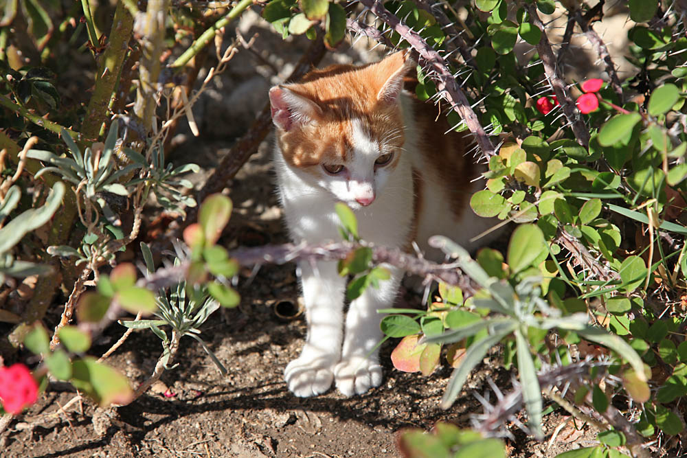 Freedom for this cat in the old buildings