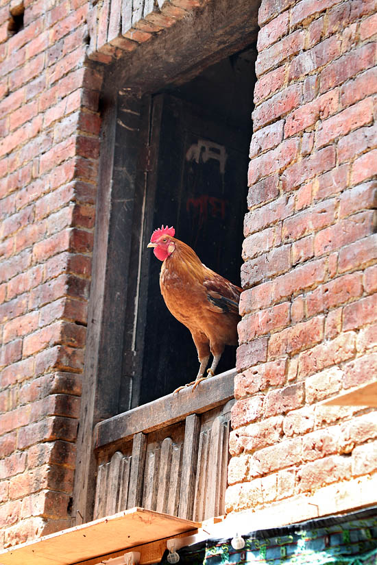 The rooster is controlling the neighbour window