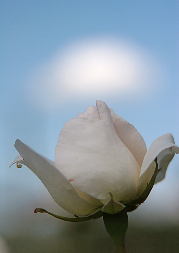 The symphony of a white rose