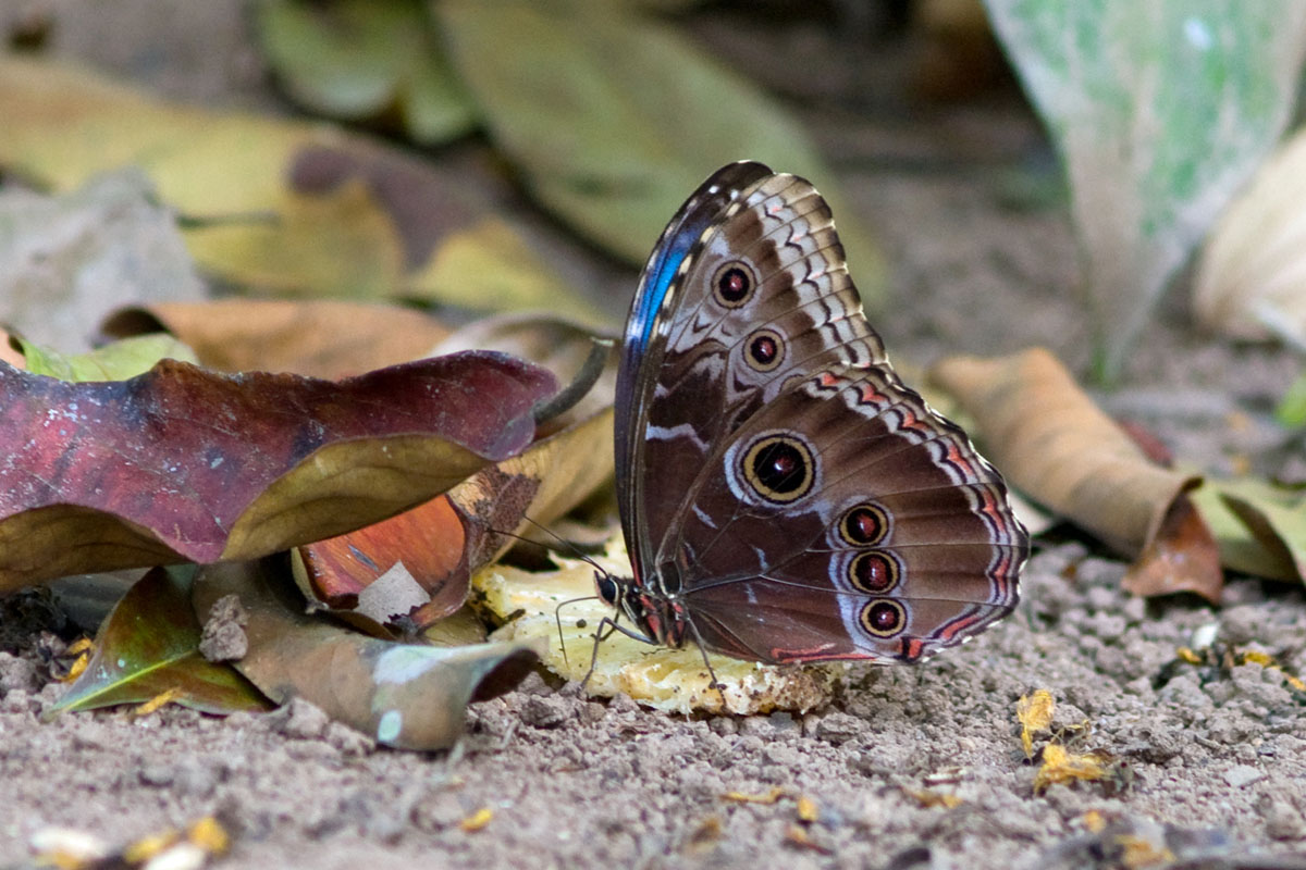 Common Morpho, Black Rock, Belize