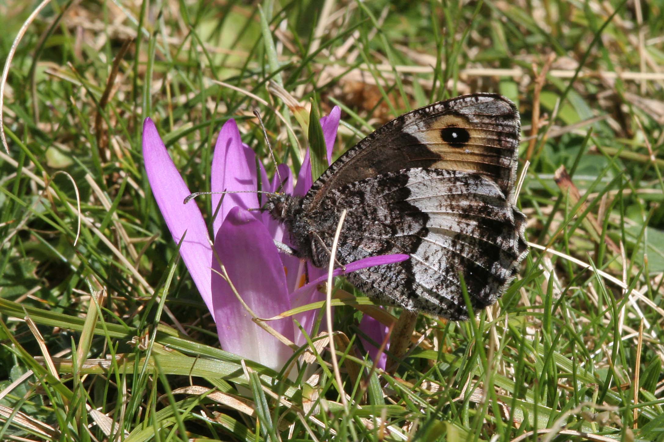 Rock Grayling Butterfly, Pyrenees,  France