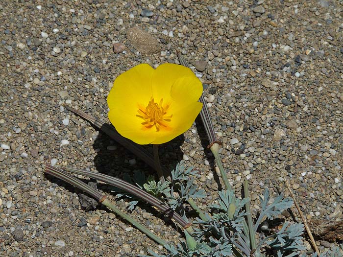 Coastal Poppy