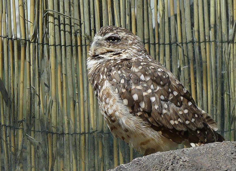 Burrowing Owl