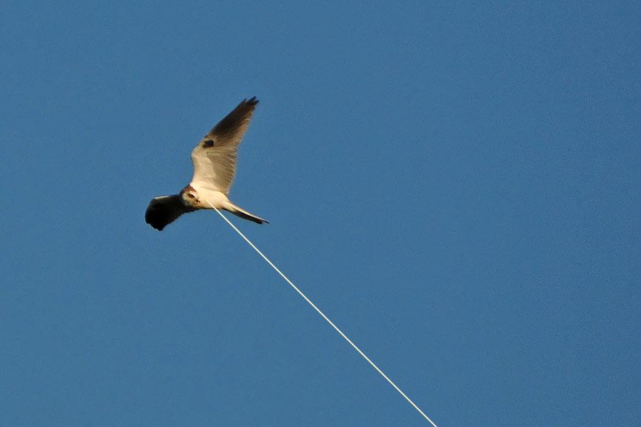 Kite On A String