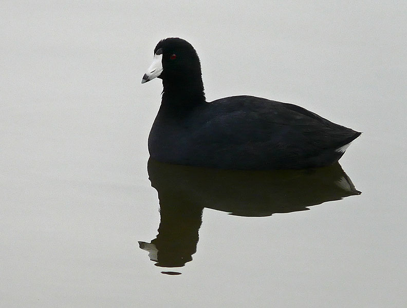Reflecting Coot