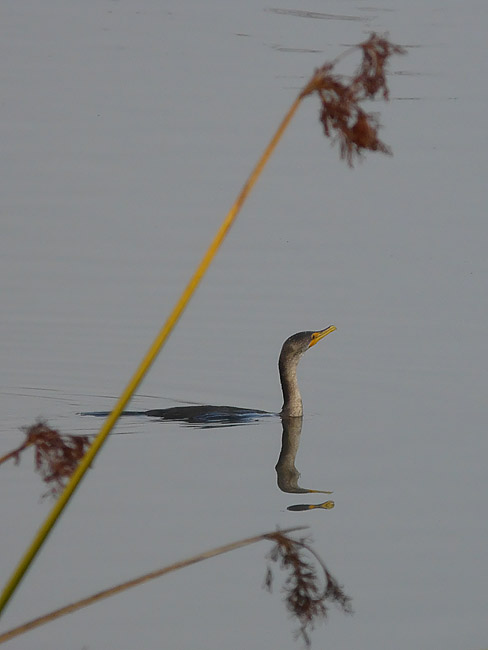 Cormorant Reflects