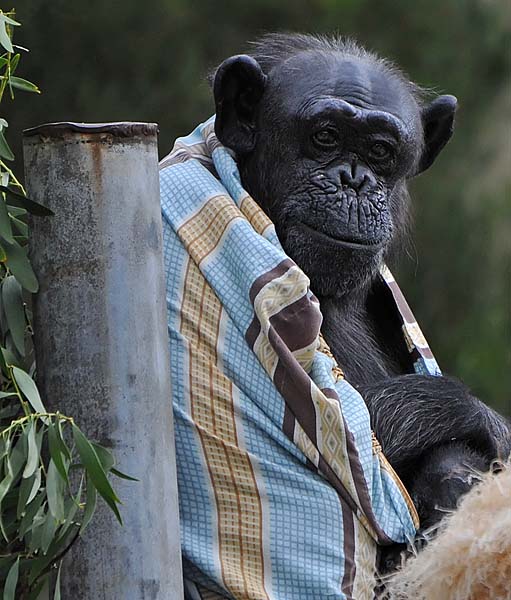 Blanket Chimp
