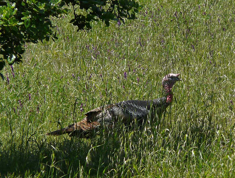 Turkey and Wildflowers