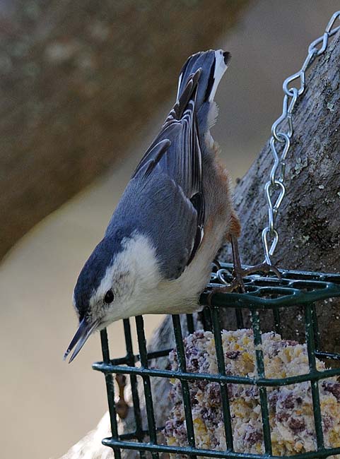 Talking Nuthatch