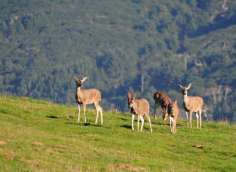 Deer on Ridge