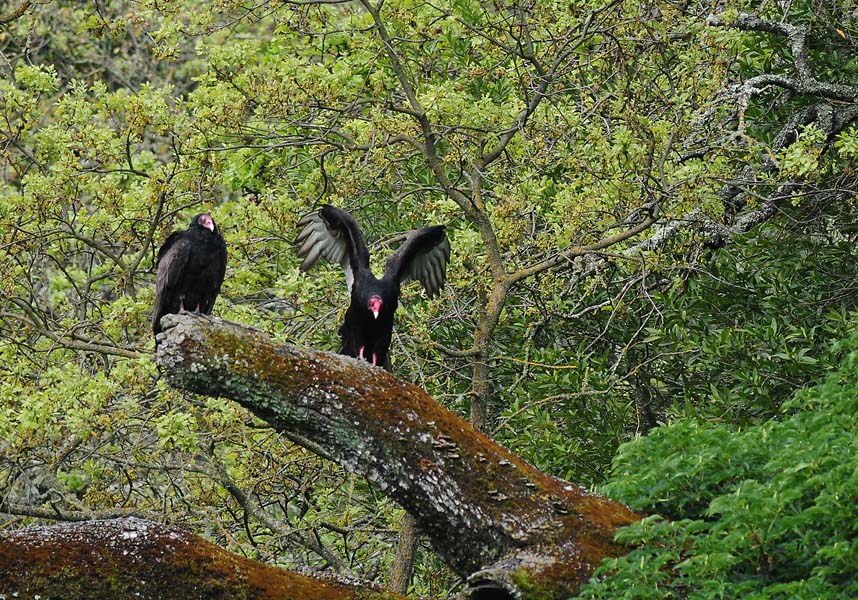 Flapping in the Trees