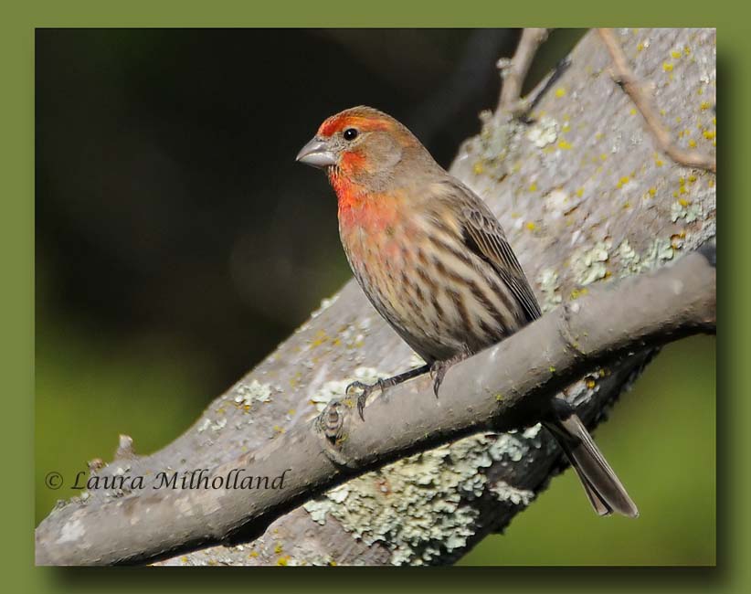 House Finch