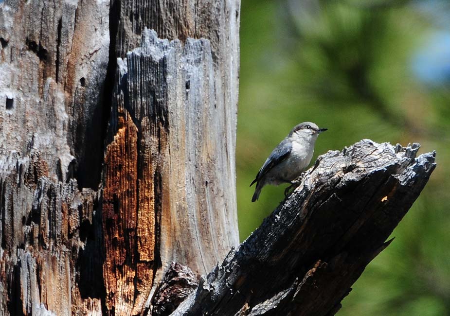 Pygmy Nuthatch