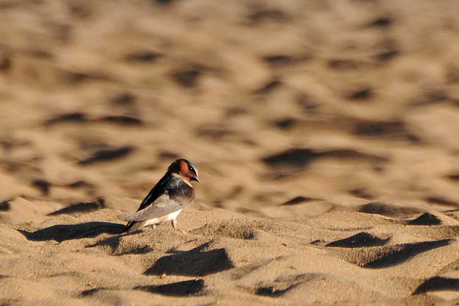 Cliff Swallow in the Dunes