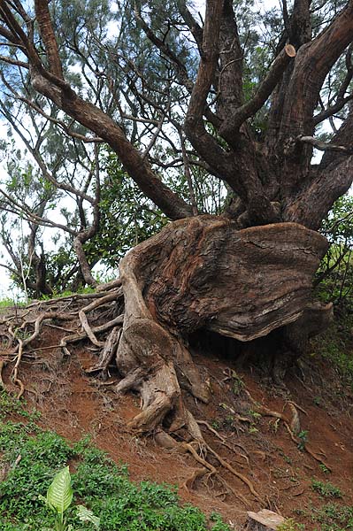 Big Rooted Tree