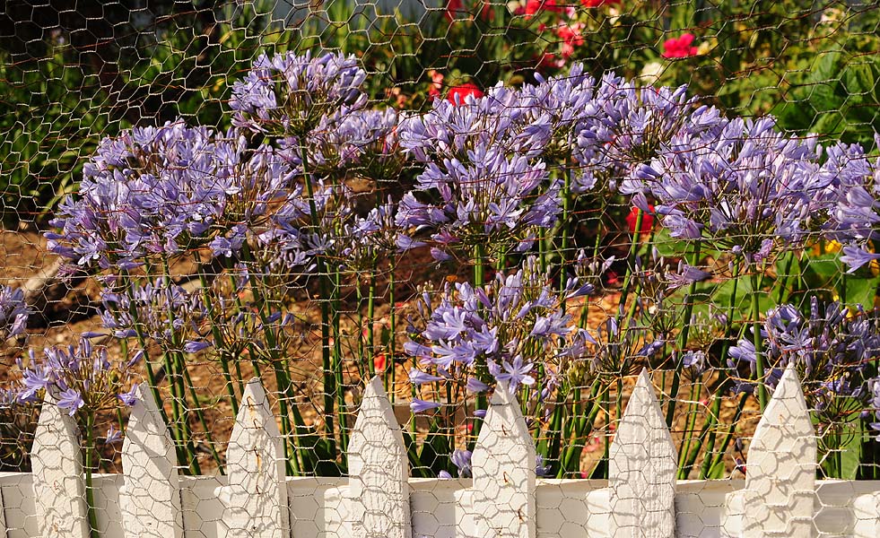 White Fenced Garden