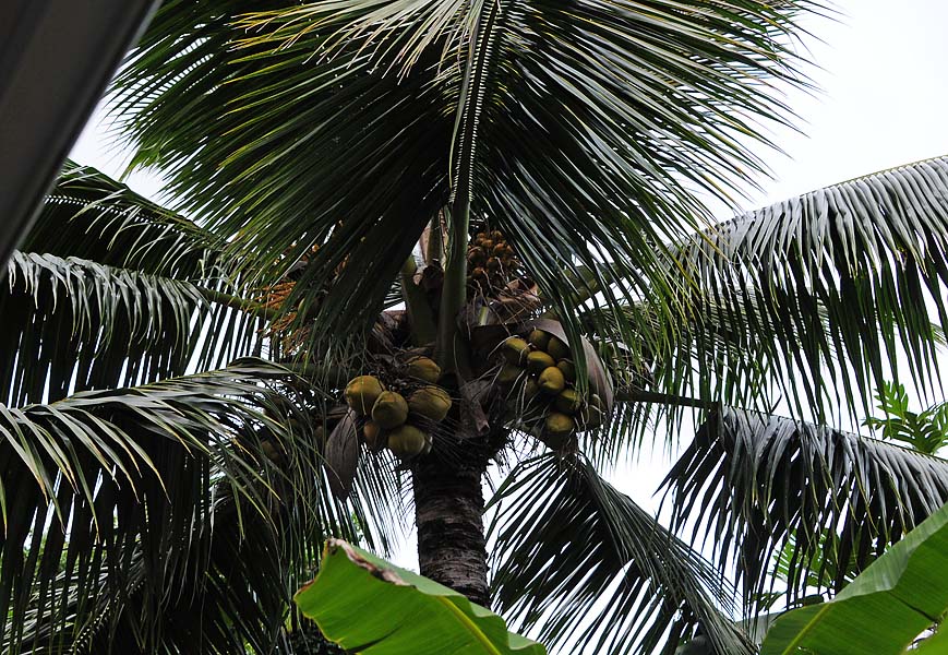 Coconut Palm