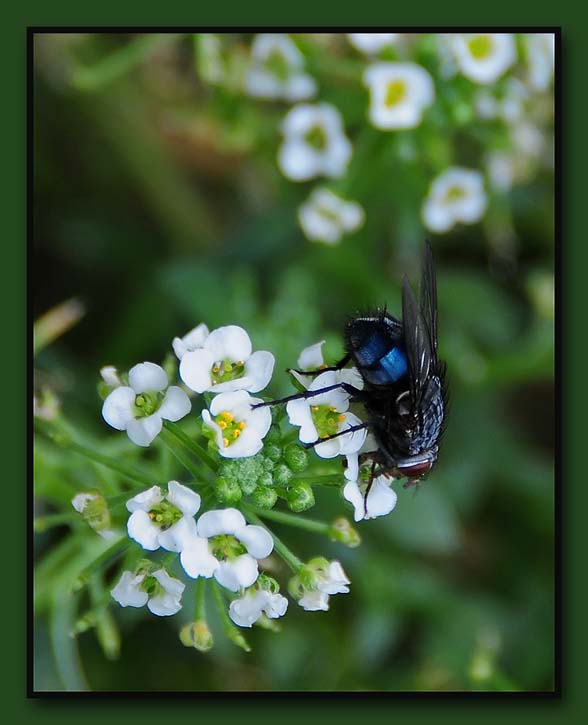 Blue Bottle Fly