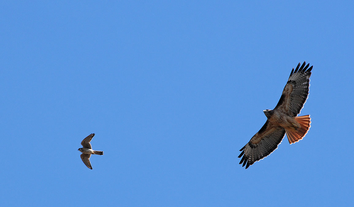 Kestrel and Red-tailed Hawk