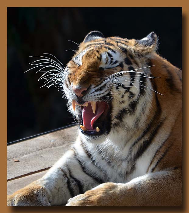 Big Tiger Yawn