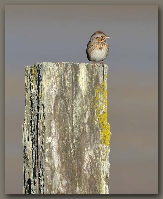 Lincoln Sparrow 2