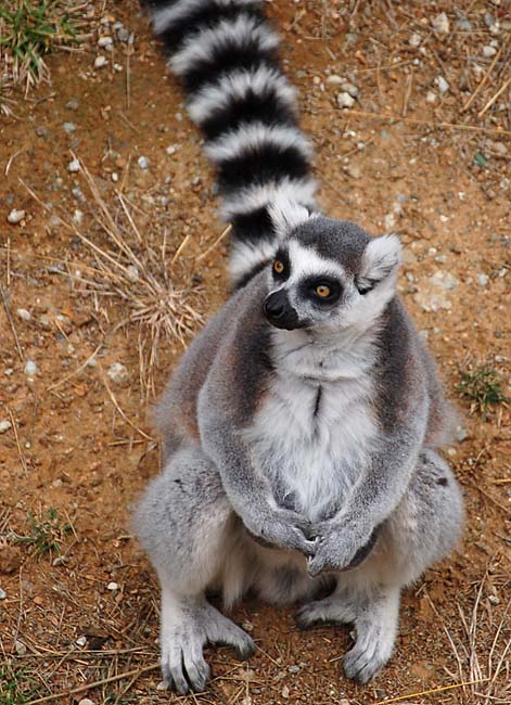 Ring Tail Sitting