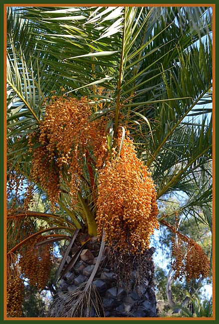 Palm Tree Seeds