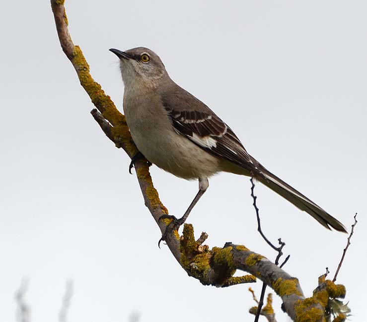 Northern Mockingbird