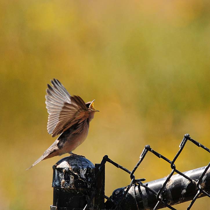 Hungry Young Barn Swallow 