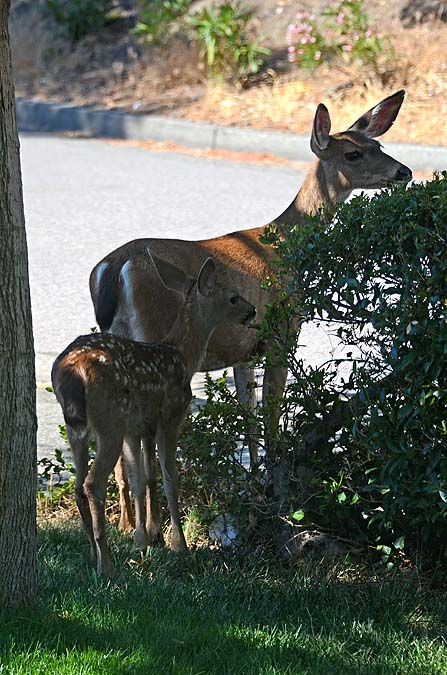 Mom Keeps an Eye Out