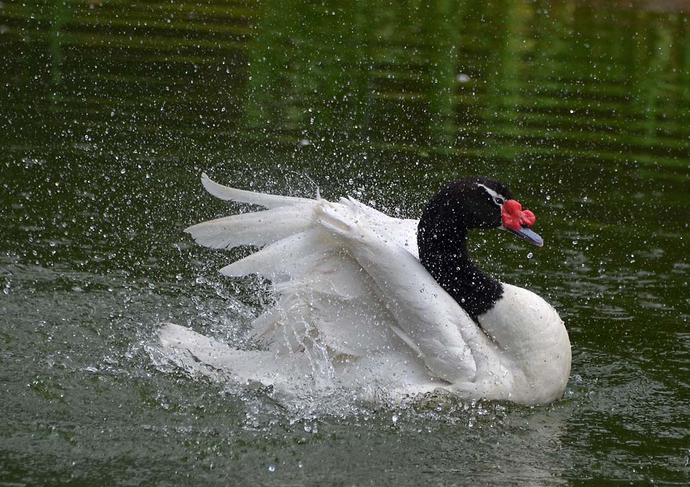 Swan Bath