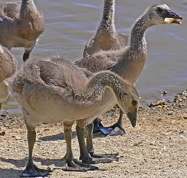 Same Goslings 1 Week Later!